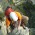 Escalant a l'Agulla Superior 