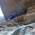 Techo Pirineos  - Jaime Arviza en el proceso de restauración de la vía Techo Pirineos en Montanejos 