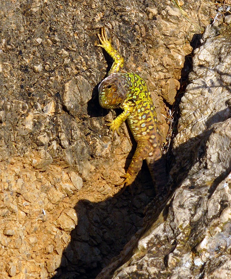 Octavogradista de Cuchillo 