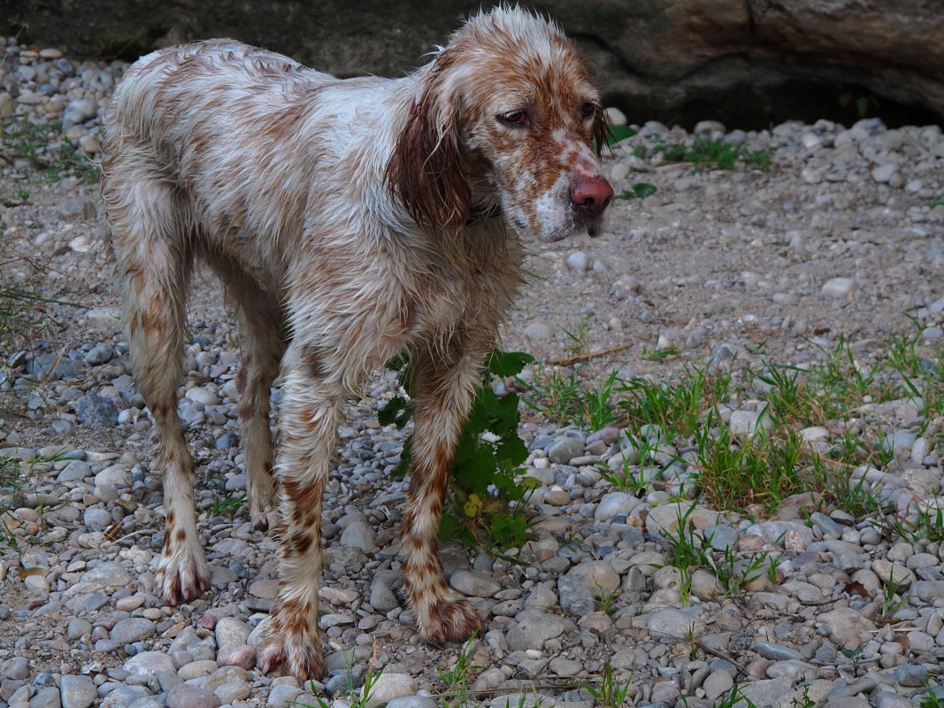 El chapuzón de Nava 