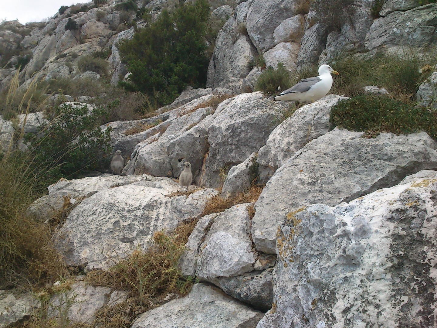 Época de cría  - Polluelos de gaviota en la trepada final. 
