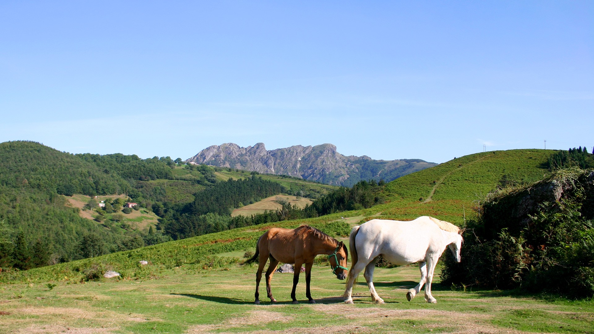 Caballos pastando libremente 