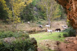 Caballos sueltos